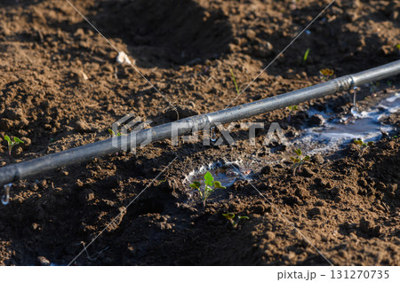 Drip irrigation system nurturing young plants in a sunlit garden 131270735