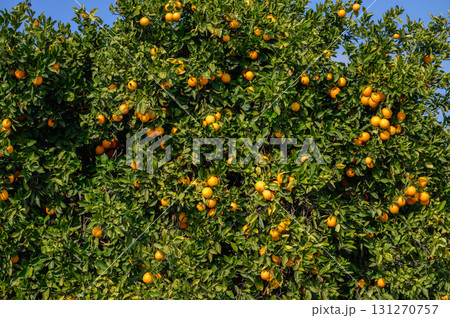 Lush orange grove bursting with ripe fruit under a clear blue sky in a sunny Lush orange grove bursting with ripe fruit under a clear blue sky in a sunny 131270757