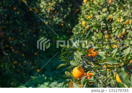 Bright orange fruits hang from lush green branches in a vibrant orchard during a sunny afternoon Bright orange fruits hang from lush green branches in a vibrant orchard during a sunny afternoon 131270785