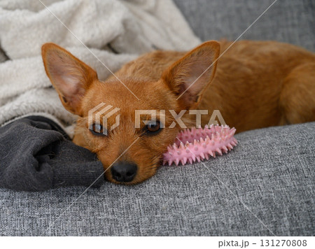 Small brown dog relaxes on cozy grey couch surrounded by toys and a soft blanket in peaceful indoor setting 131270808