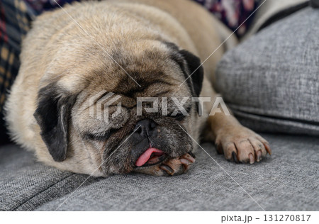 Relaxing pug enjoys a cozy nap on a soft grey sofa with a warm atmosphere in a home setting Relaxing pug enjoys a cozy nap on a soft grey sofa with a warm atmosphere in a home setting 131270817