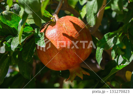 Pomegranate fruit growing on tree branch in Cyprus garden 131270823