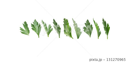 A set of green parsley leaves. Isolated on a white background 131270965