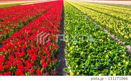 beautiful rows floral fields of blooming tulips in Holland 131271066