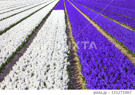 beautiful rows floral fields of blooming Hyacinthus in Holland beautiful rows floral fields of blooming Hyacinthus in Holland 131271067