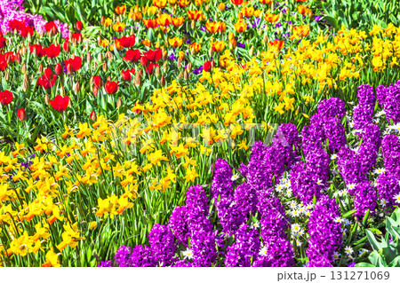 vivid floral carpet in Holland Keukenhof flowers park vivid floral carpet in Holland Keukenhof flowers park 131271069