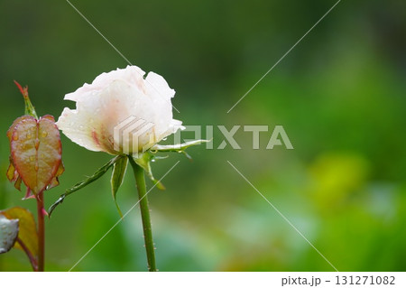 朝露に濡れる薔薇 131271082