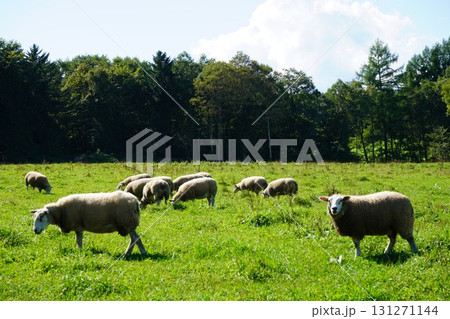 のどかに草を食む羊 131271144