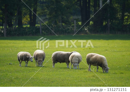 のどかに草を食む羊 131271151