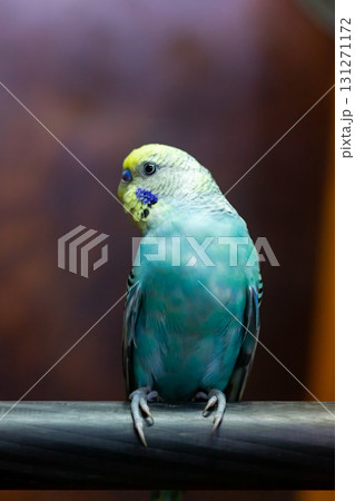 Budgerigar, babybule birds budgies a lovely bright blue color. 131271172