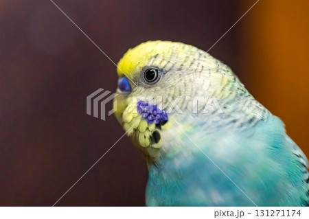 Budgerigar, babybule birds budgies a lovely bright blue color. 131271174