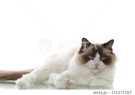 Fluffy ragdoll cat lying on a white studio background 131271267