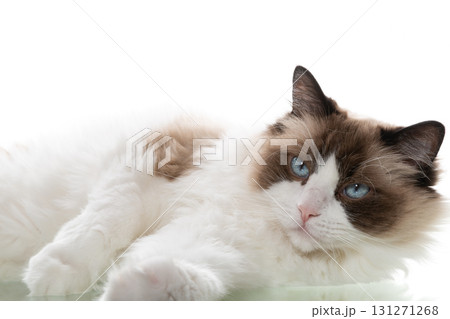 Domestic ragdoll cat full face on a white background of a studio shoot 131271268