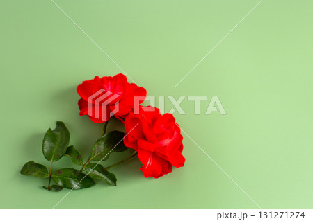 Fresh red roses with green leaves on a green background Fresh red roses with green leaves on a green background 131271274