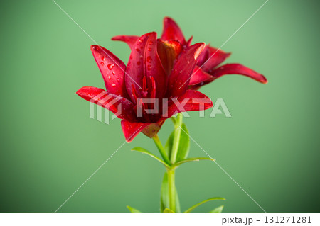 Two large red lilies on green background Two large red lilies on green background 131271281