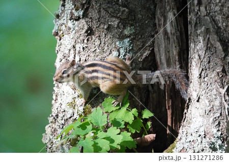 背中の縞は五本です♪可愛いシマリス 131271286