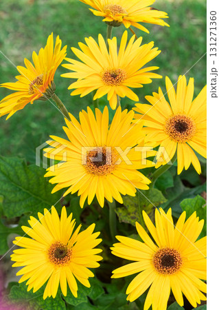 yellow flowers in green leaves background 131271360