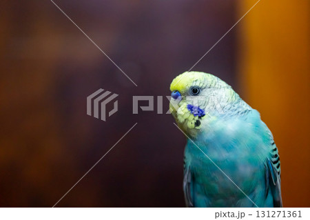 Budgerigar, babybule birds budgies a lovely bright blue color. 131271361