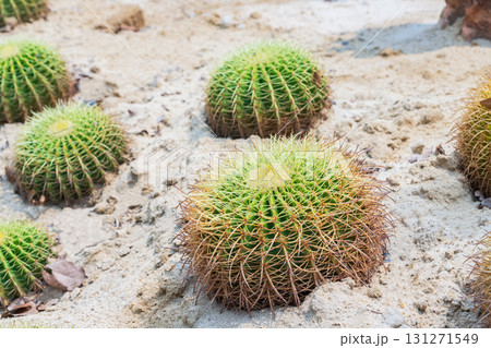 Cactus (spherical) with a golden yellow spike. Growing on the sand 131271549