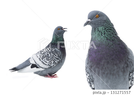 polish lynx dove with open mouth isolated 131271557