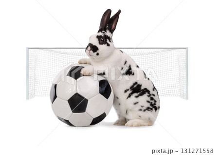 rabbit stands near a soccer ball isolated on a white background. 131271558