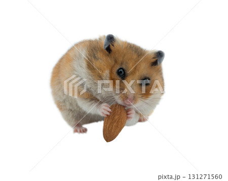 syrian hamster with almond seed isolated on white background syrian hamster with almond seed isolated on white background 131271560