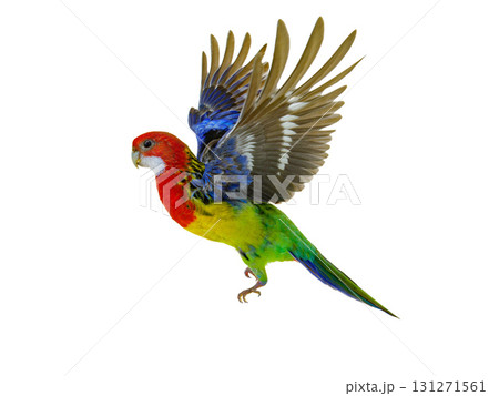 parrot Rosella parrot in flight isolated on white background 131271561