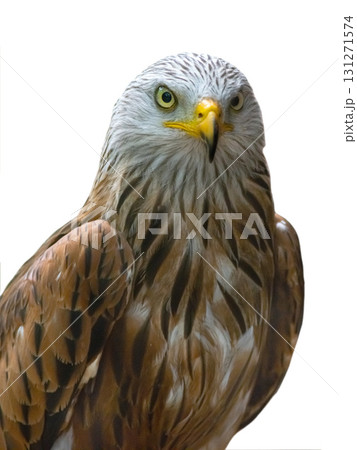 eagle (milvus milvus) isolated on white background eagle (milvus milvus) isolated on white background 131271574
