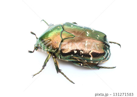 シロテンハナムグリ 131271583