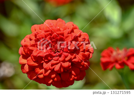 ジニア ジニア 131271595