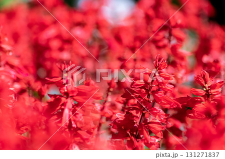 Beautiful red flower images, used as background images for decoration and agriculture. Beautiful red flower images, used as background images for decoration and agriculture. 131271837