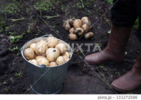 Harvesting freshly grown potatoes on a sunny day in the garden with hands covered in soil and rubber boots Harvesting freshly grown potatoes on a sunny day in the garden with hands covered in soil and rubber boots 131272086