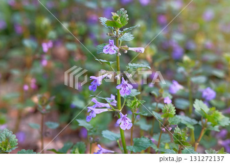 Wild meadow in spring. Nepeta with aromatic pink flowers growing in a clearing in forest on a sunny day. Short stalked catmint. 131272137