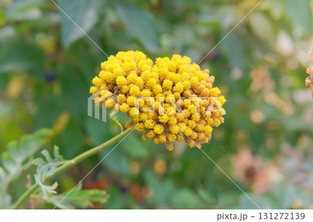 Achillea is growing in cottage garden. Yellow flowering plant. Unpretentious plant. Achillea often found in meadows and clearings. Sunny day. Achillea is growing in cottage garden. Yellow flowering plant. Unpretentious plant. Achillea often found in meadows and clearings. Sunny day. 131272139