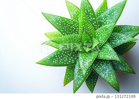 Gardening or plant care content. Top view. Potted aloe vera plant with thick, fleshy leaves on a white background. Gardening or plant care content. Top view. Potted aloe vera plant with thick, fleshy leaves on a white background. 131272199