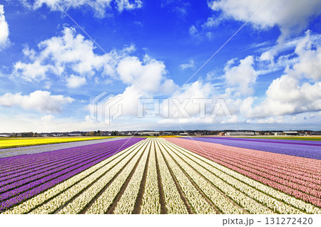 blooming fields of flowers in Holland 131272420