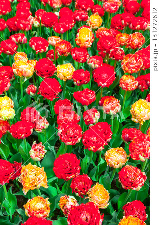 beautiful holland tulips flowers in Keukenhof park 131272612