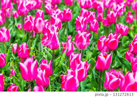 beautiful holland tulips in Keukenhof floral park beautiful holland tulips in Keukenhof floral park 131272613