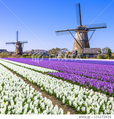 Holland countryside - windmills and blooming flowers Holland countryside - windmills and blooming flowers 131272616