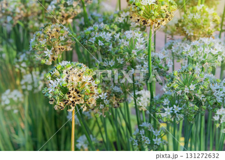 Dry allium seeds is growing in rural garden. Organic gardening. Aromatic herbs. Allium seed head in meadow in sunny day. Cottage garden. Sunny day. 131272632