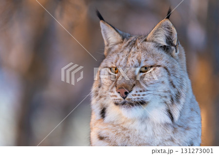 Majestic lynx in natural habitat 131273001