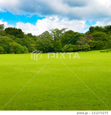 Lush Green Field with Tropical Trees Under a Bright Blue Sky in a Serene Sri Lankan Park Lush Green Field with Tropical Trees Under a Bright Blue Sky in a Serene Sri Lankan Park 131273275