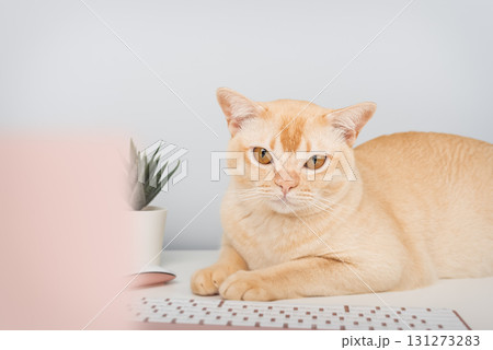 A serious ginger cat works at a home office desk. 131273283