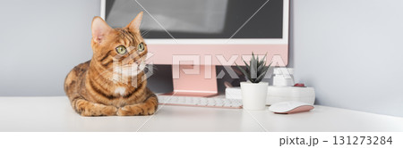 A Bengal cat is relaxing on a desk. A Bengal cat is relaxing on a desk. 131273284