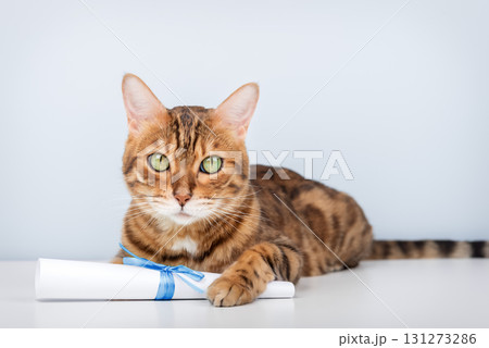 Bengal cat with a paper scroll on a light blue background 131273286