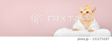 Funny ginger cat in bathrobe with rubber duck 131273287