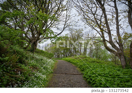 Autumn Trail at Downhill Demesne and Mussenden Temple, Northern Ireland 131273542