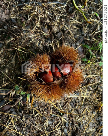 栗拾いで落ちているいがつきの栗 131273621