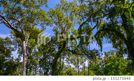 teak trees line the green forest under the blue sky. teak trees line the green forest under the blue sky. 131273848