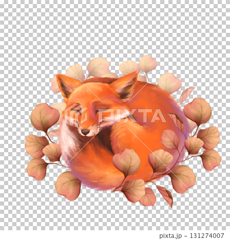 Hand-drawn illustration of sweet sleeping fox curled up in cozy frame of round autumnal foliage Hand-drawn illustration of sweet sleeping fox curled up in cozy frame of round autumnal foliage 131274007